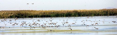 Al Hartmann  |  Salt Lake Tribune

Ducks rise off the water of Howard's Slough on the Ogden Bay Waterfowl Management Area west of Hooper. The refuge is both a haven for wildlife and recreational destination for sportsmen and recreationists such as birders, hikers and mountain bikers.